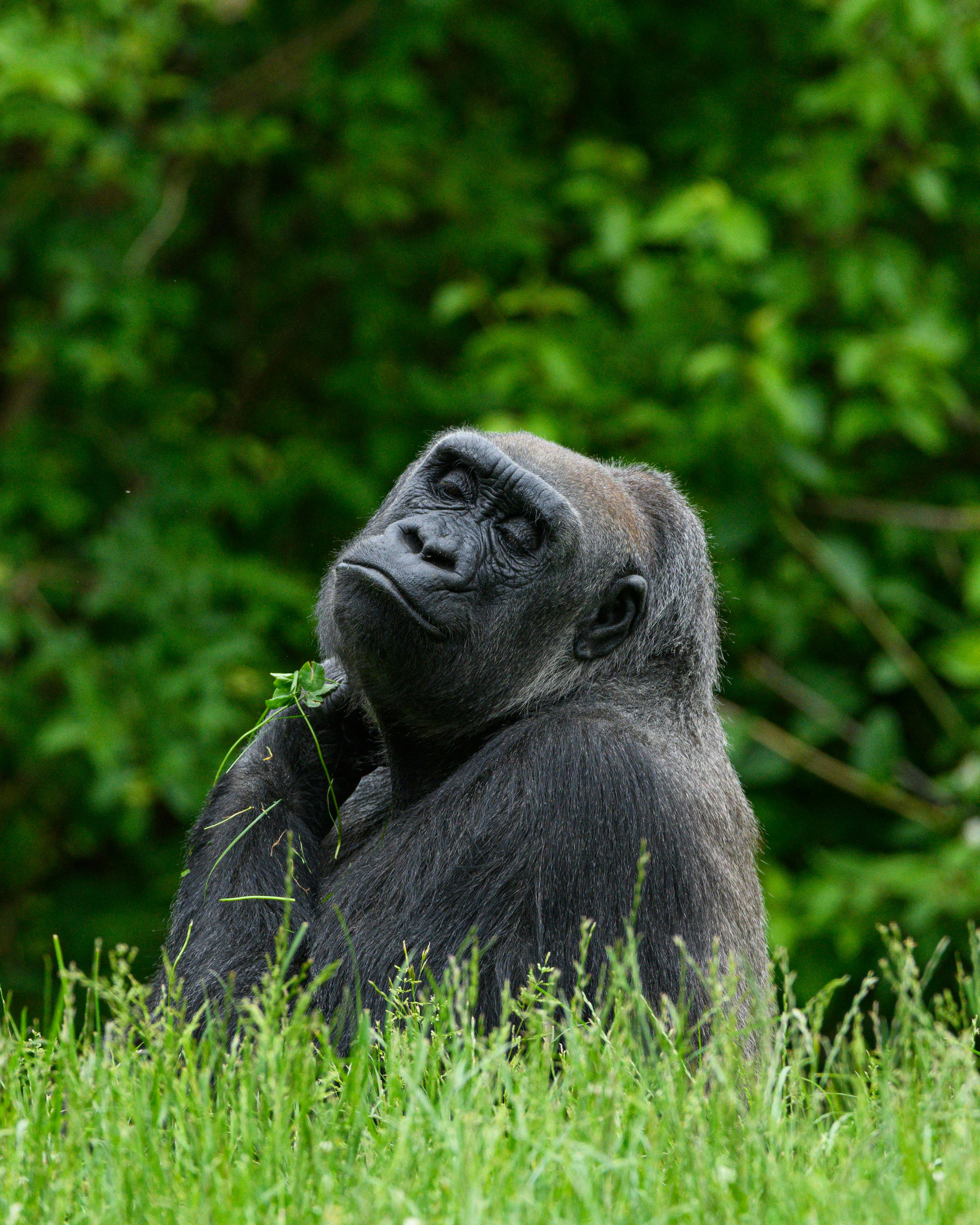 Gorilla Trekking in Uganda